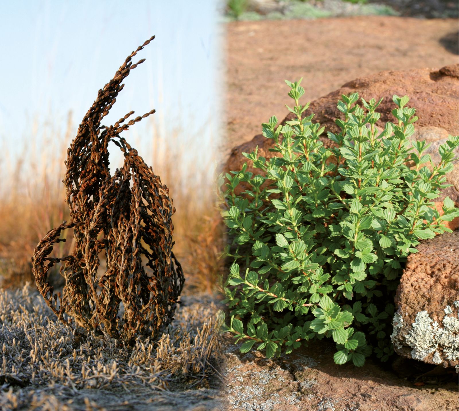 Myrothamnus.jpg